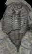 Partial Dalmanites Trilobite - New York #68529-1